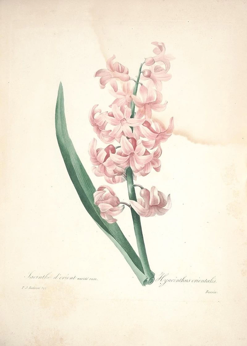 Scelta dei fiori più belli (tavola 100) - hjacinthus orientalis